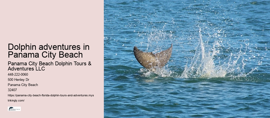 Dolphin adventures in Panama City Beach