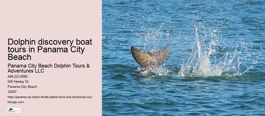 Dolphin discovery boat tours in Panama City Beach
