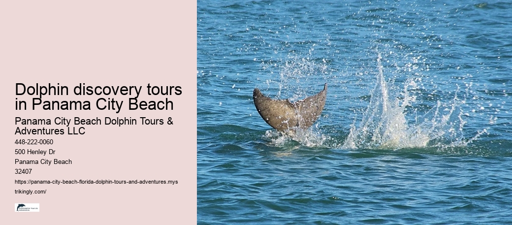 Dolphin discovery tours in Panama City Beach