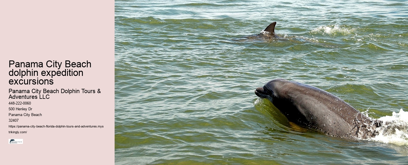 What is the best month to see dolphins in Florida
