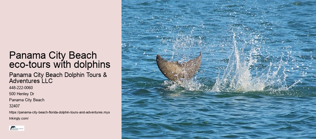 Panama City Beach eco-tours with dolphins